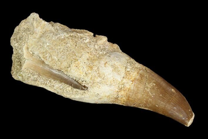 Fossil Rooted Mosasaur (Prognathodon) Tooth - Morocco #116916